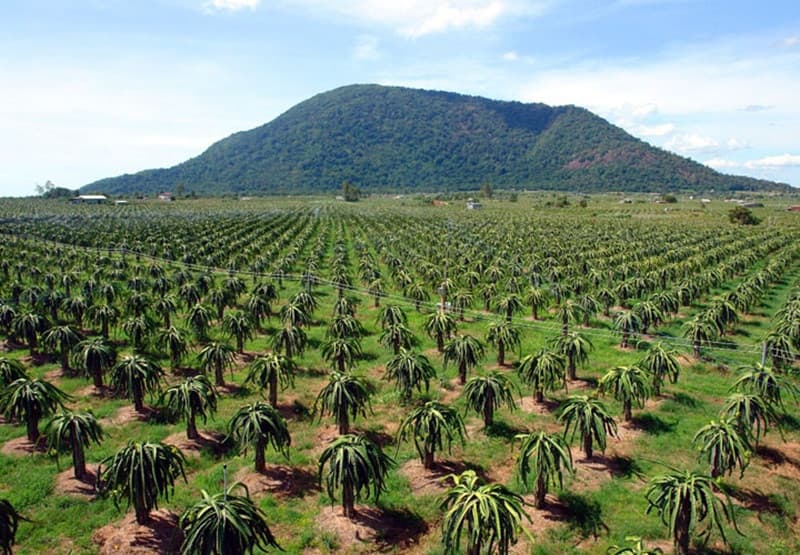 Thuan Tien dragon fruit farm
