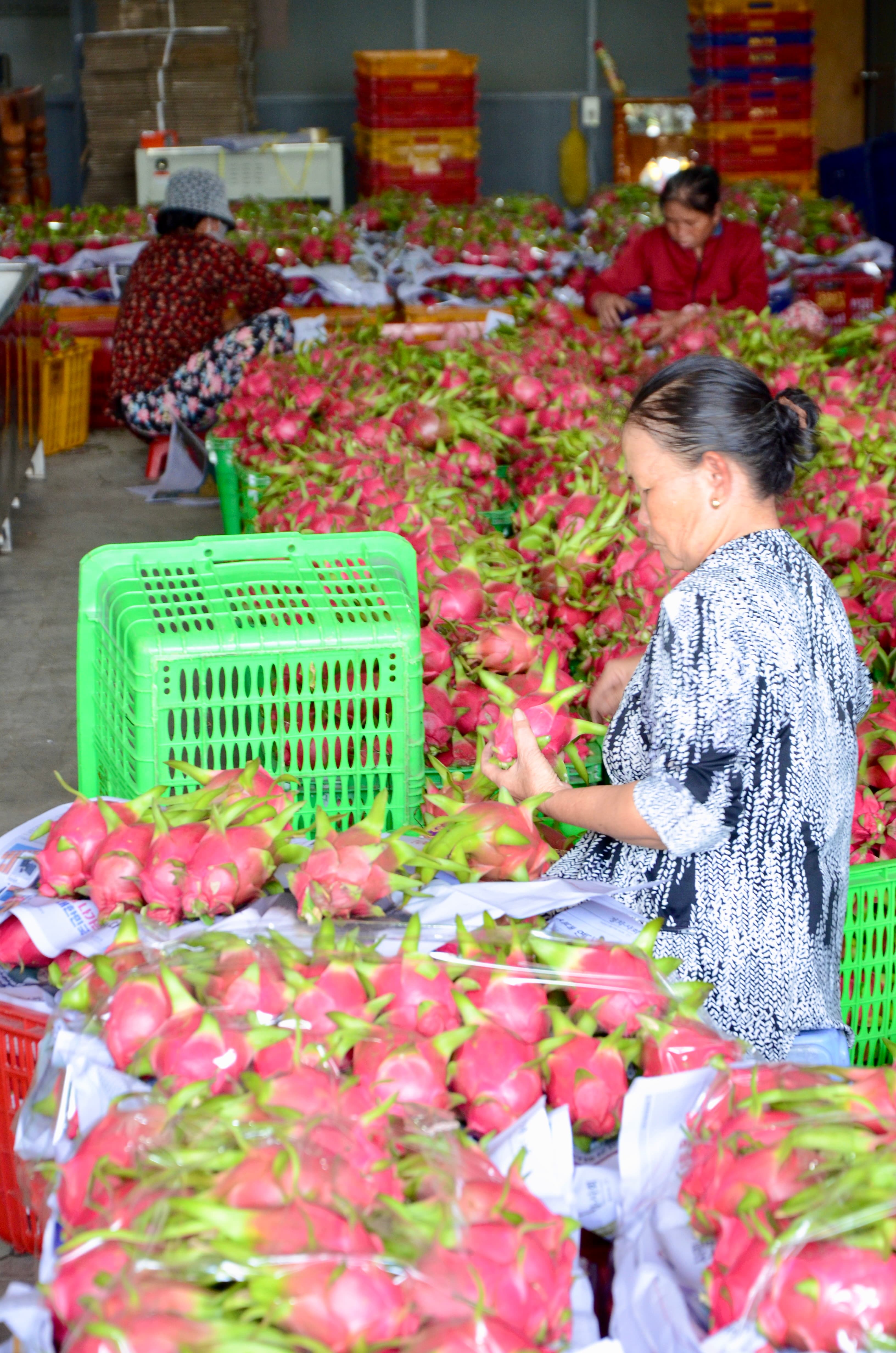 Setting the Standard for Premium Dragon Fruit