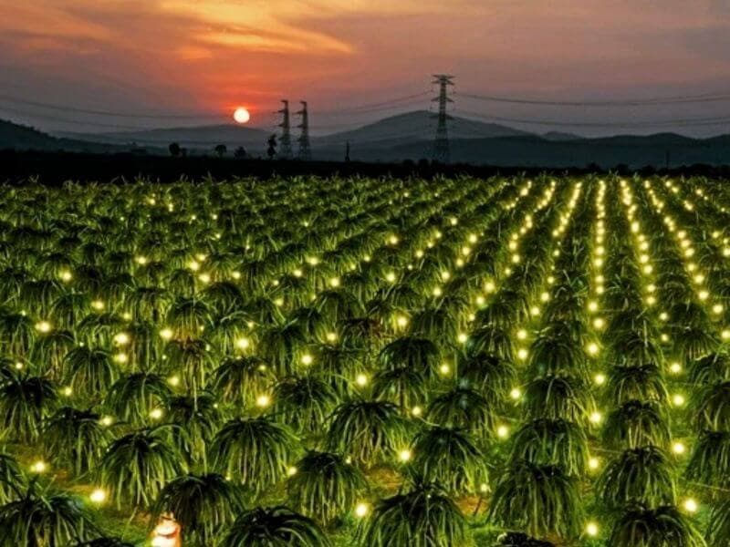 Thu hoạch thanh long Thuận Tiến xuất khẩu châu Âu